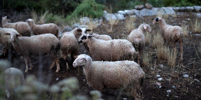 Ευλογιά των προβάτων: Στην Εισαγγελία με εντολή Τσιάρα οι παράνομοι εμβολιασμοί