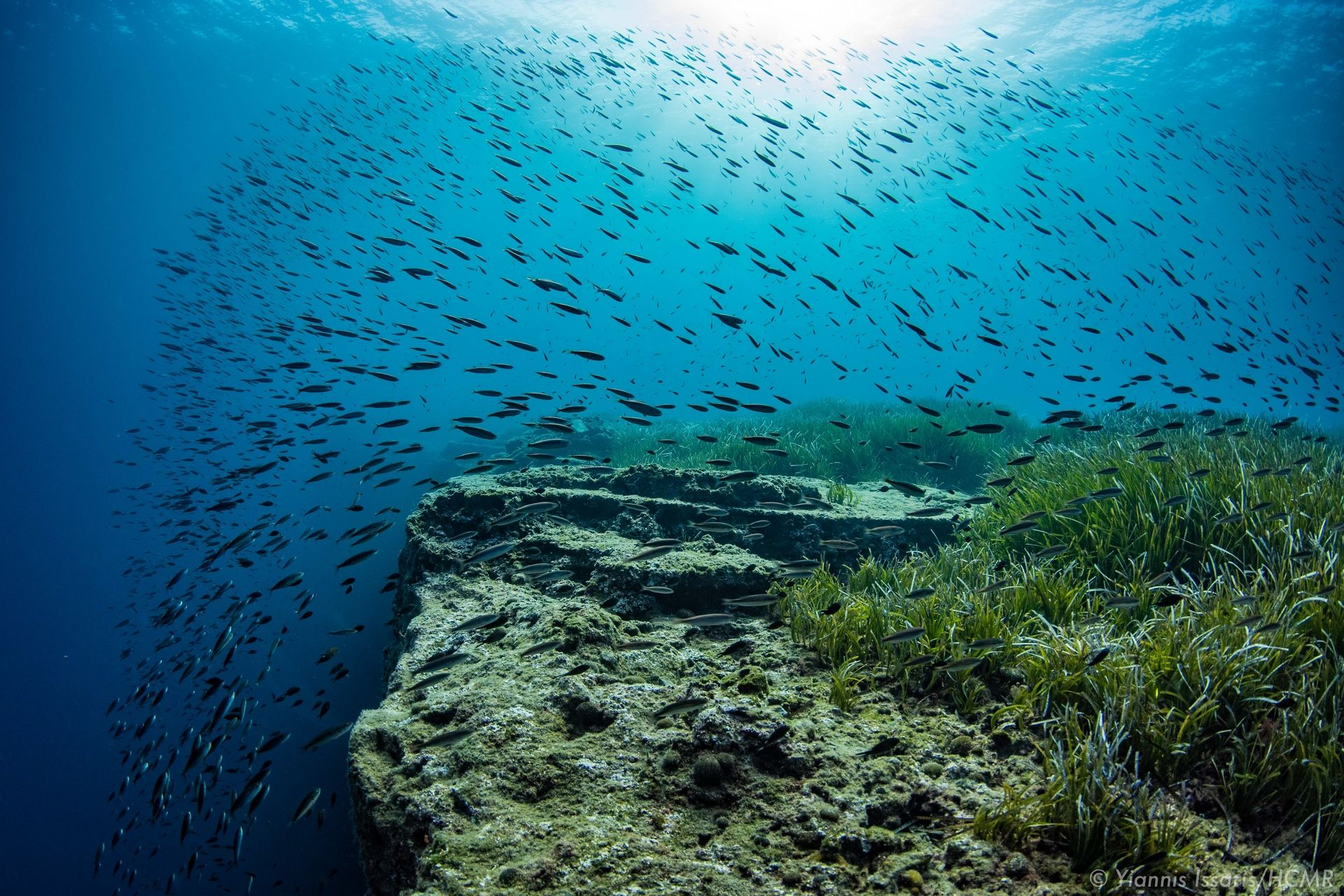 Η Ελληνική Συμμαχία για τα Θαλάσσια Λιβάδια κάνει το αόρατο ορατό