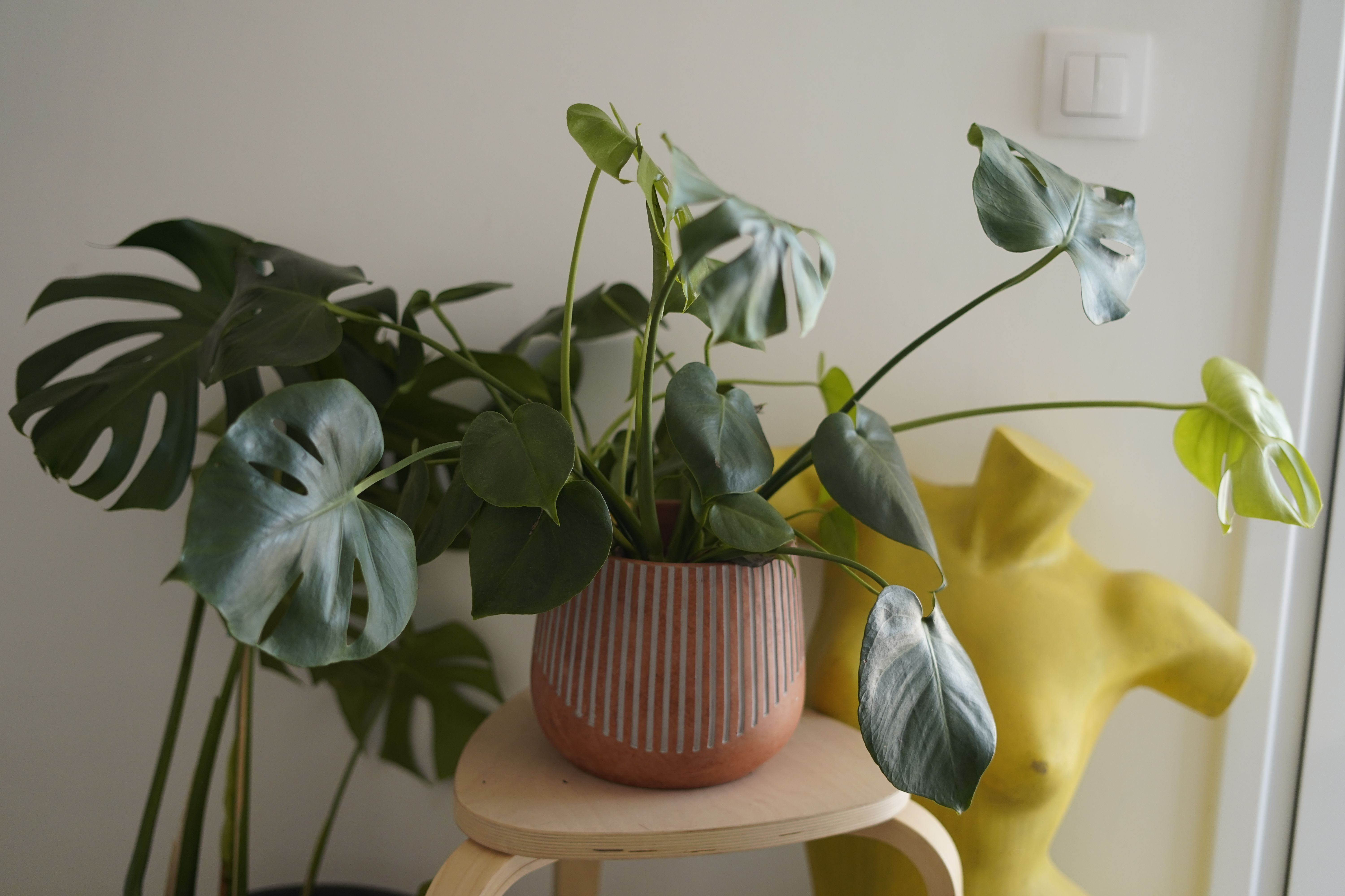 Τα φυτά της Κατερίνας