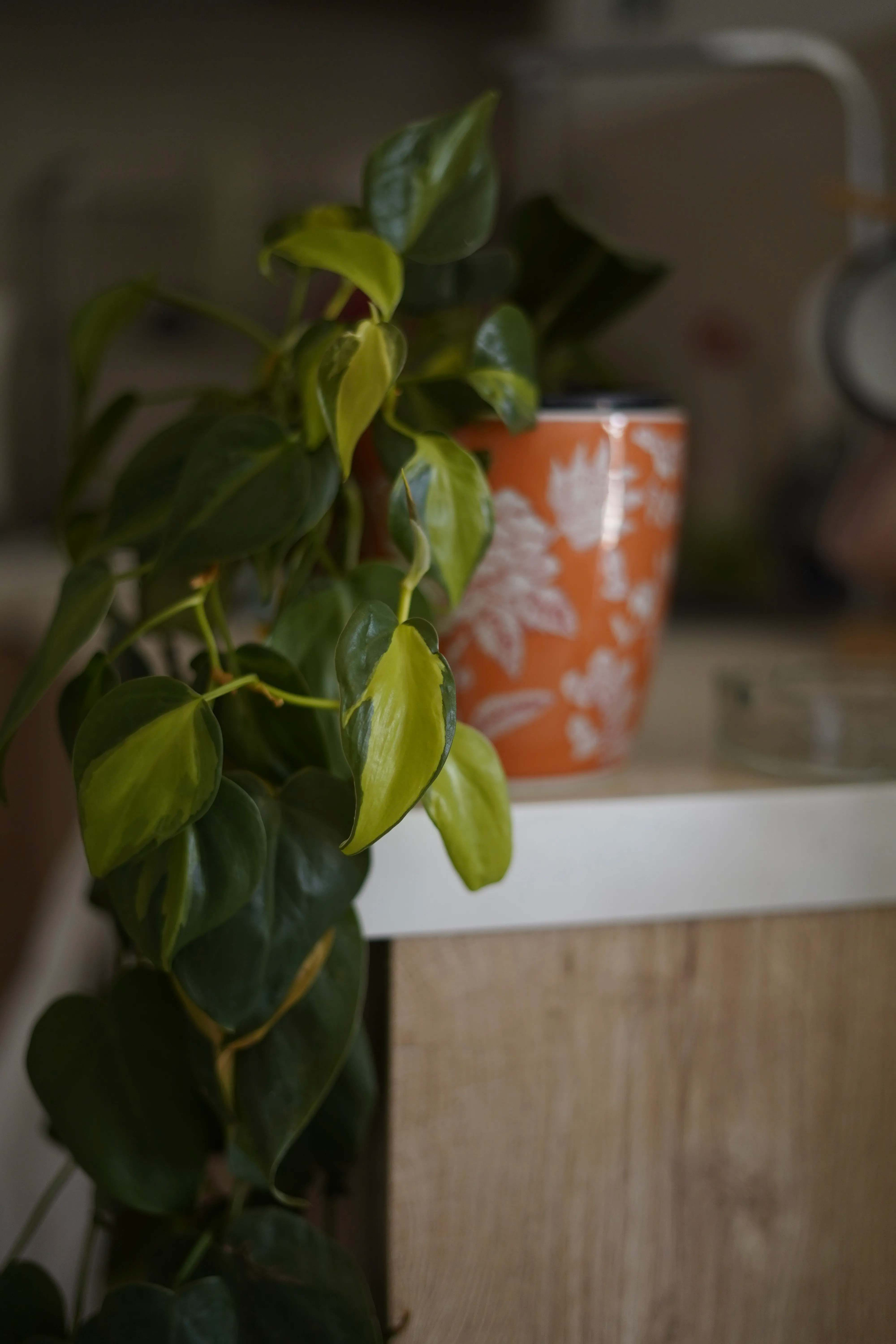 Τα φυτά της Κατερίνας