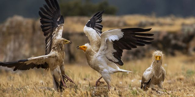Ασπροπάρηδες