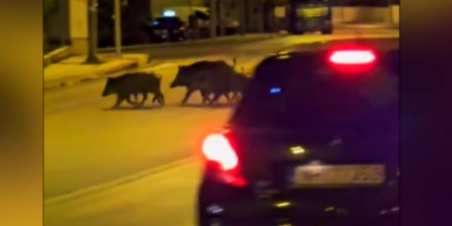 Θεσσαλονίκη: Κοπάδι αγριογούρουνων στην Καλαμαριά