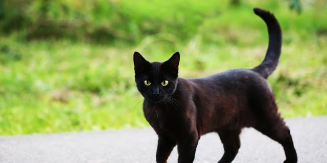 Ισπανία: Ο απίστευτος λόγος που απαγορεύουν τις υιοθεσίες μαύρων γατών για το Halloween