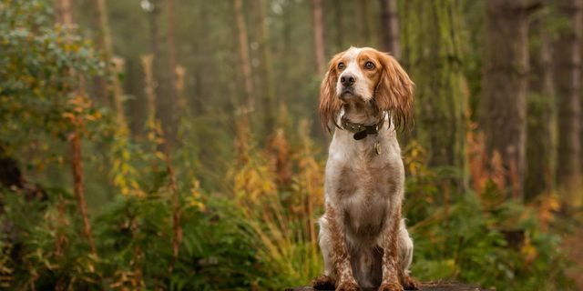 Ηλεία: Eκτός κινδύνου ο σκύλος που κακοποιήθηκε σεξουαλικά – Βρέθηκε ο ιδιοκτήτης του