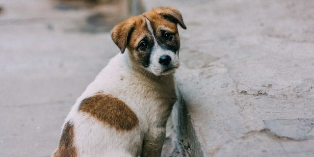 Σκύλος (φωτογραφία αρχείου)