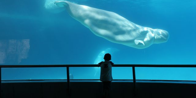 Φάλαινα μπελούγκα σε ενυδρείο (φωτογραφία αρχείου)