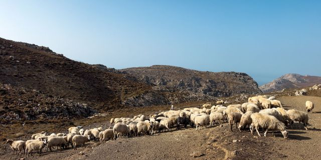 Π. Τυχεροπούλου: Οι υπουργοί ήξεραν τι γίνεται στον ΟΠΕΚΕΠΕ