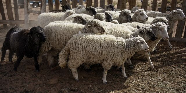 Ευλογιά προβάτων: Διευρύνεται η εισαγγελική έρευνα στη Θεσσαλία