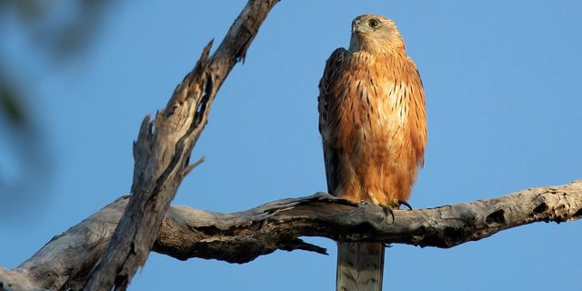 Το κόκκινο γεράκι της Αυστραλίας