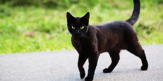 Μαύρη γάτα