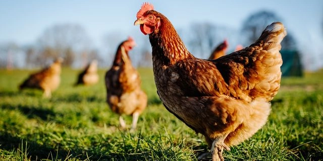 Η γρίπη των πτηνών “χτυπά” την Ευρώπη – Προς θανάτωση χιλιάδες πτηνά