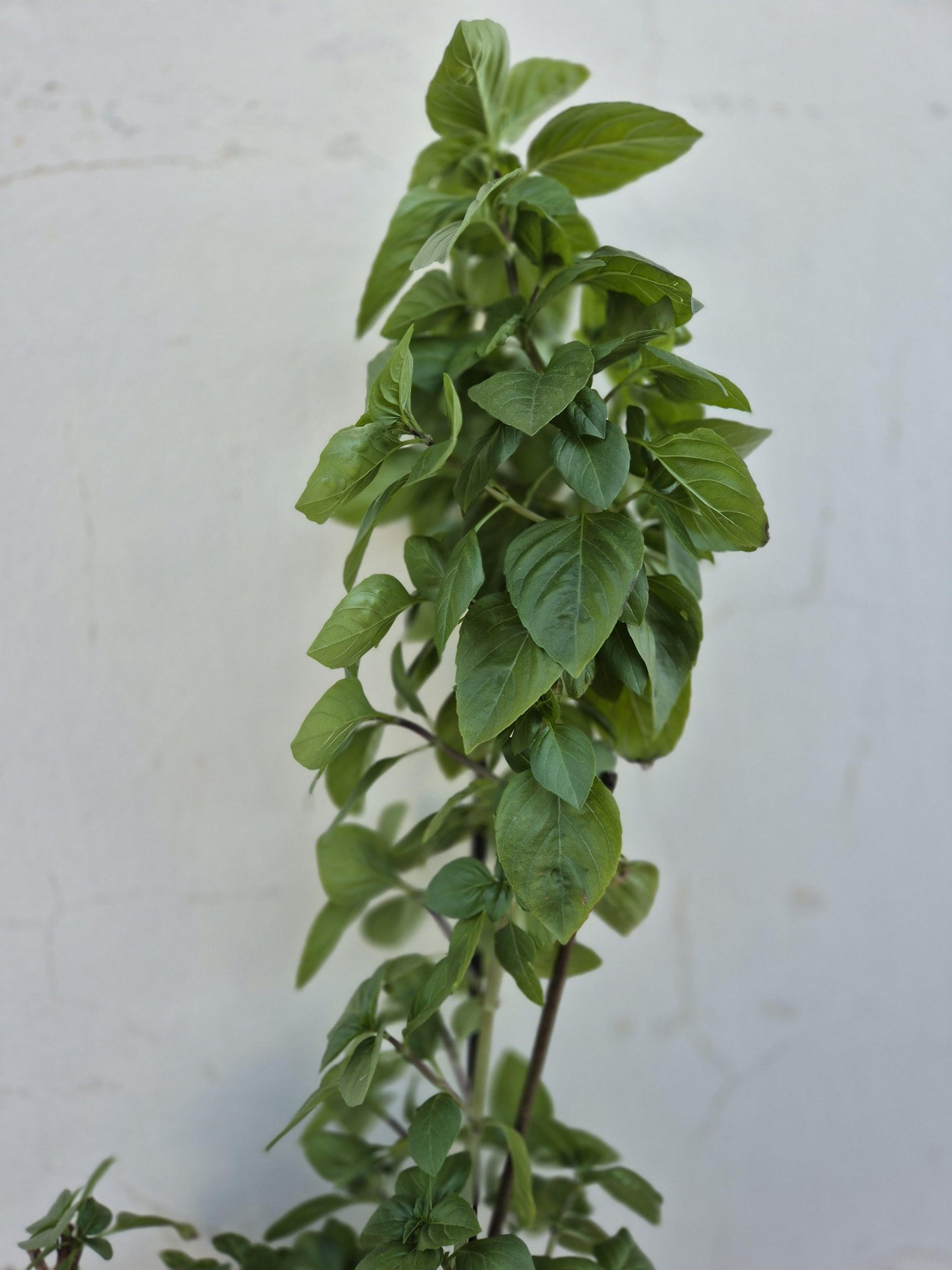 Τα φυτά της Περιστέρας