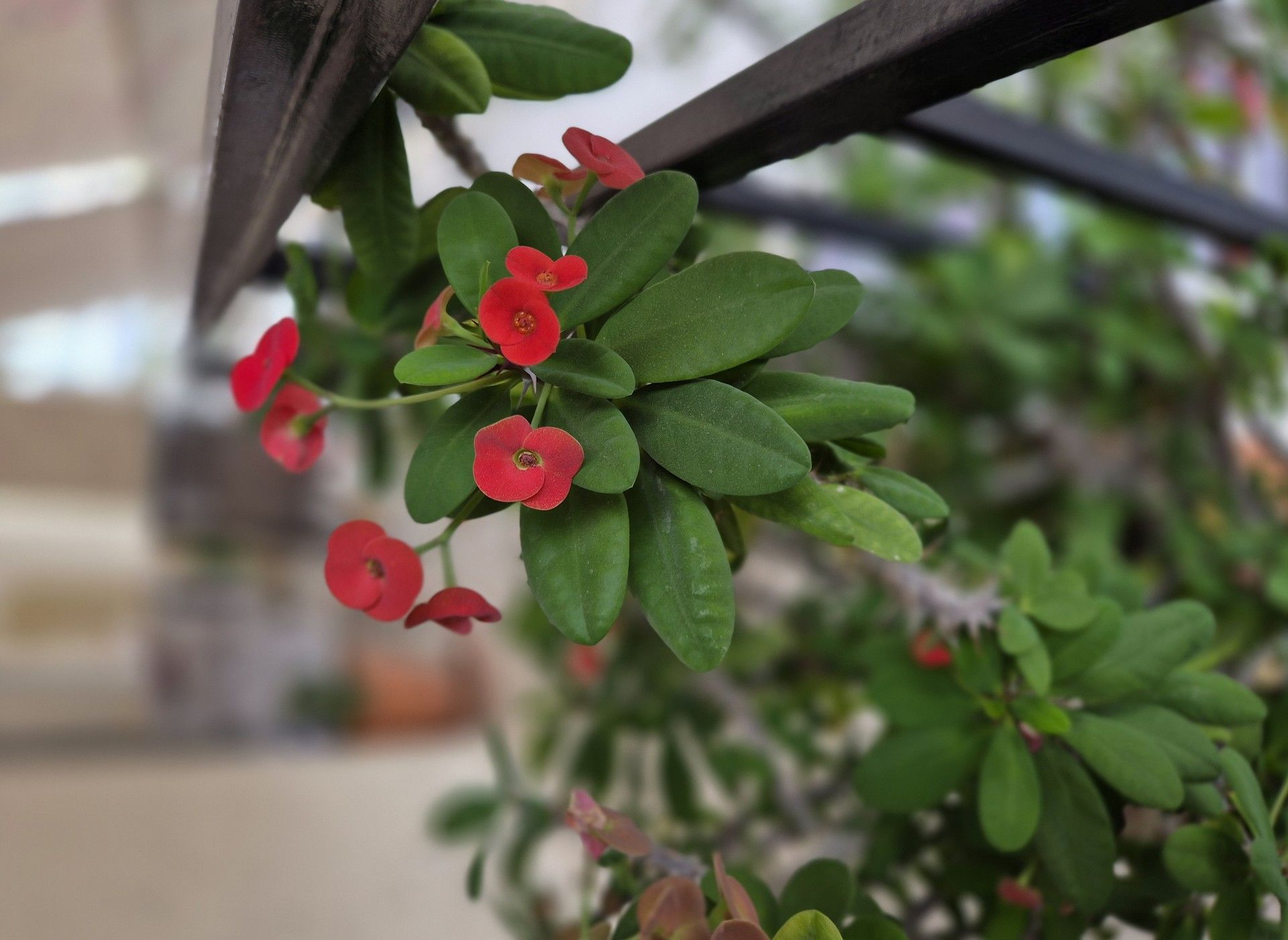 Τα φυτά της Περιστέρας