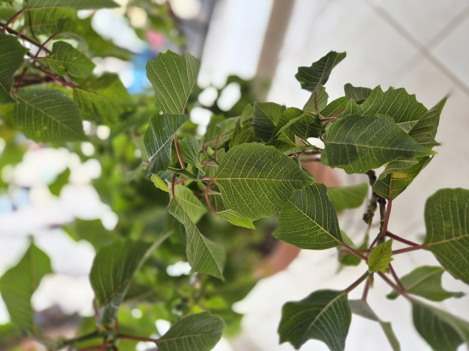 Τα φυτά της Περιστέρας