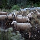 Λέσβος: Στο νησί κλιμάκιο κτηνιάτρων του ΥΠΑΑΤ – Στους δρόμους οι κτηνοτρόφοι