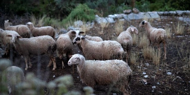 Ευλογιά των προβάτων: Παράνομους εμβολιασμούς καταγγέλλουν κτηνοτρόφοι στη Θεσσαλία