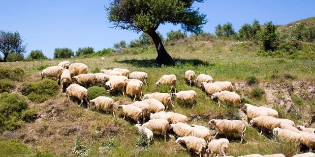 Ο ΟΠΕΚΕΠΕ μπλοκάρει και τα εμβόλια για την ευλογιά των προβάτων