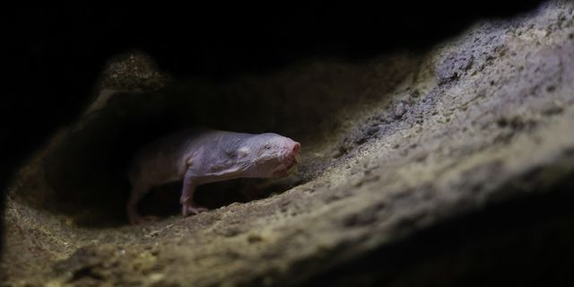 Το DNA του γυμνού τυφλοπόντικα μπορεί να κρύβει το μυστικό της μακροζωίας