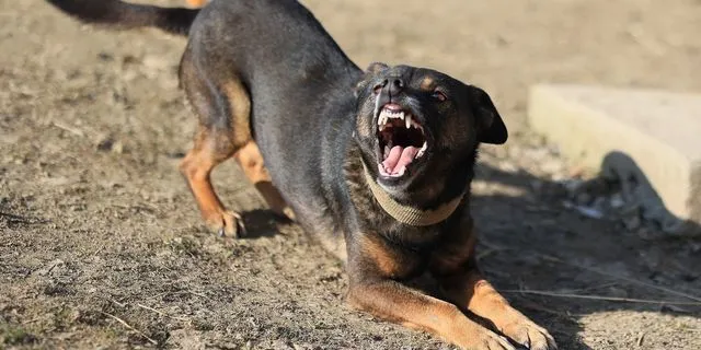 Θανάτωση σκύλου: “Δεν επιτέθηκε απρόκλητα – Έχει κατατεθεί μήνυση κατά του ιδιοκτήτη και του αστυνομικού”