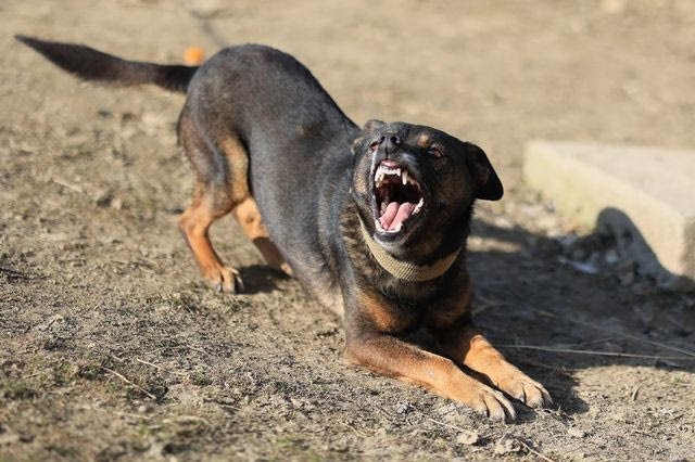 Καλαμάτα: Επίθεση Ροτβάιλερ σε ηλικιωμένο – Αστυνομικός πυροβόλησε και σκότωσε τον σκύλο
