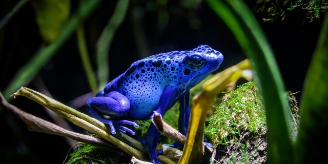 Δηλητηριώδης βάτραχος (φωτογραφία αρχείου)