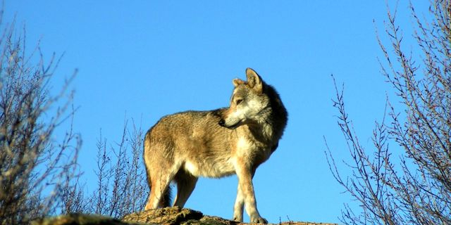 Λύκος στην Ελλάδα