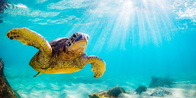 Η πράσινη θαλάσσια χελώνα δεν είναι πια είδος υπό εξαφάνιση