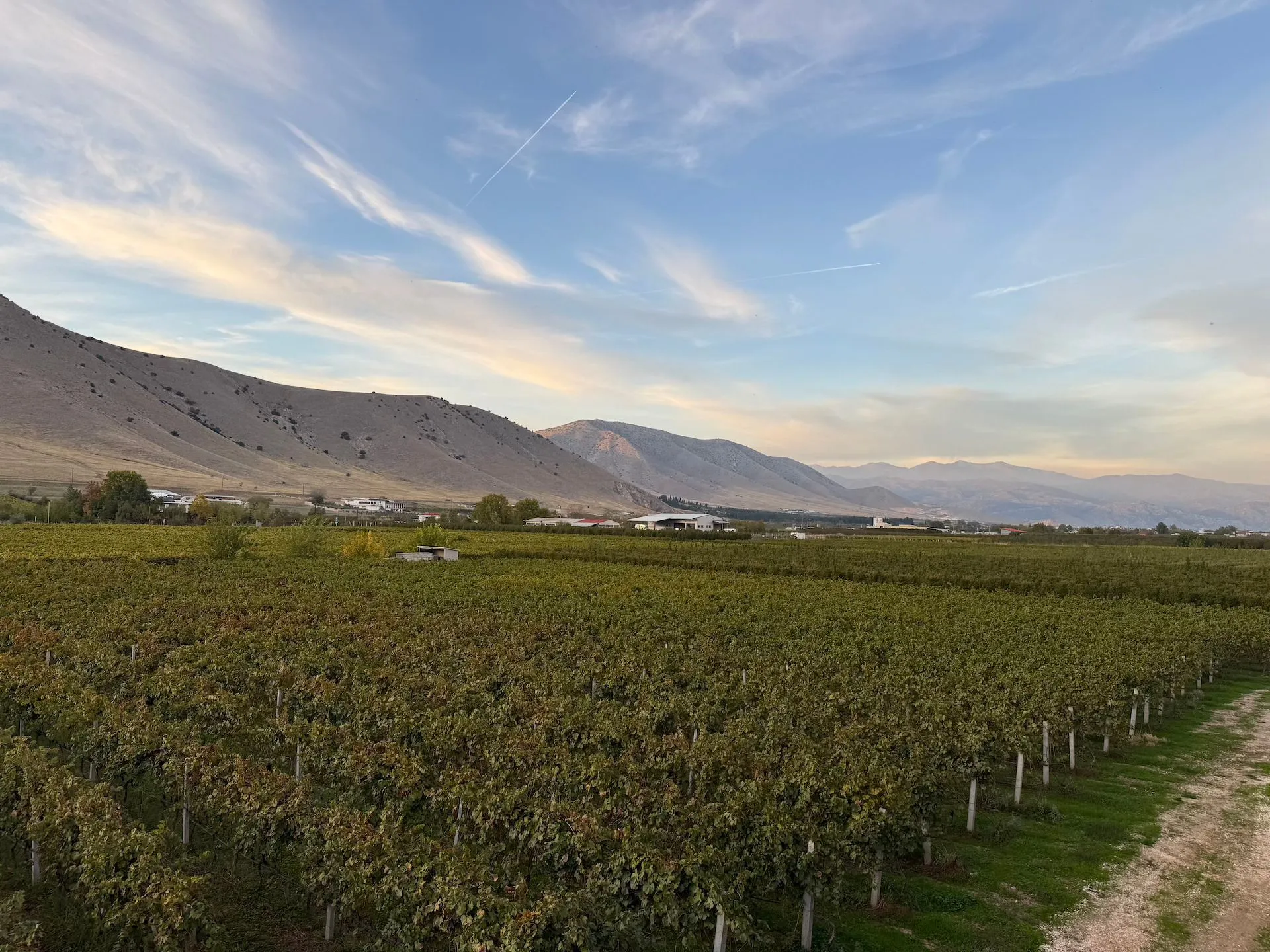 Αμπελώνες στον Τύρναβο