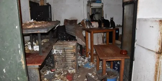 Στη Δονούσα οι αρχές βρήκαν περίπου 58 γάτες στοιβαγμένες σε ένα άθλιο, σκοτεινό και βρώμικο δωμάτιο, χωρίς τις βασικές συνθήκες υγιεινής και φροντίδας.