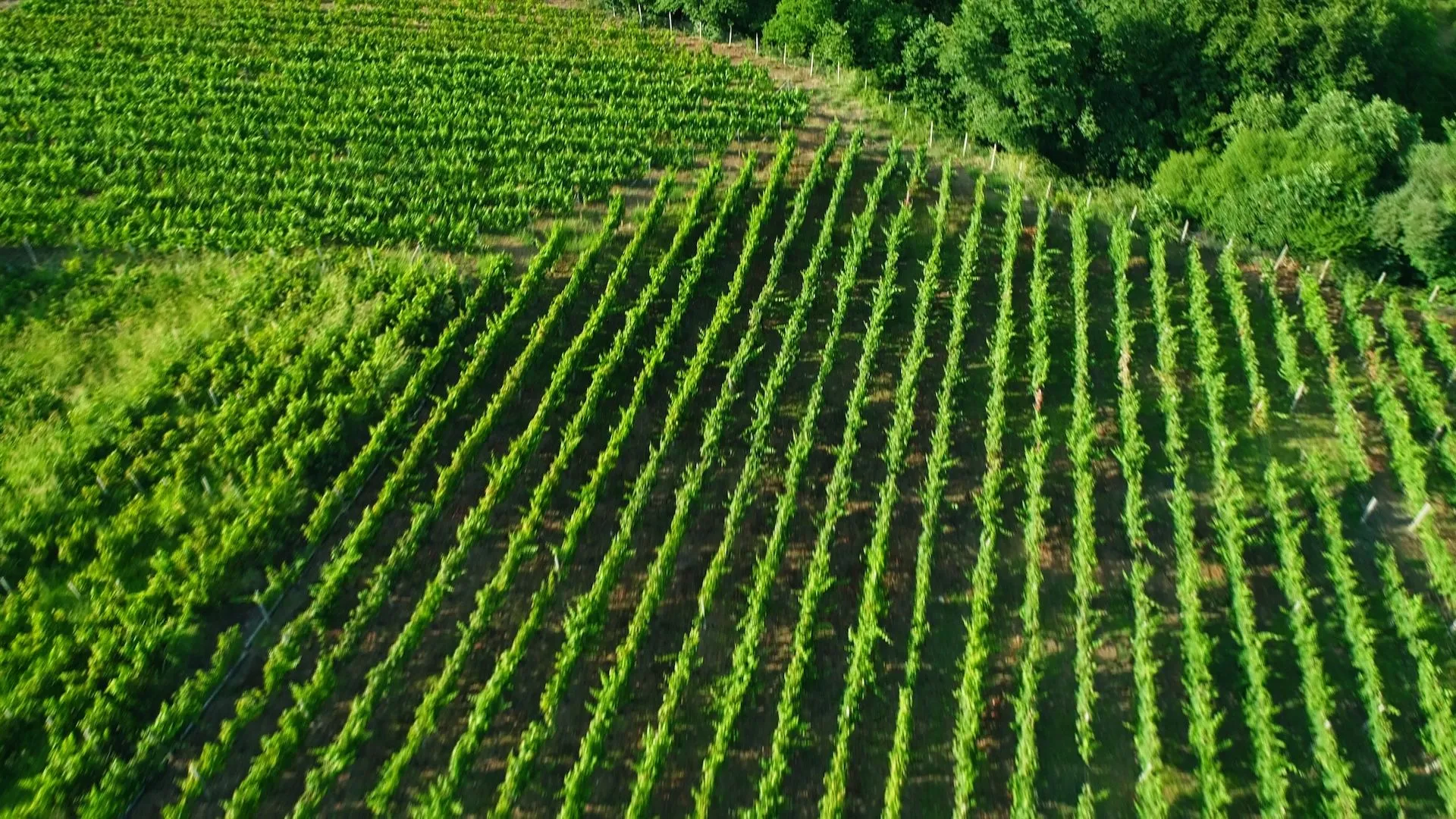 Αμπέλια στον Μεσενικόλα