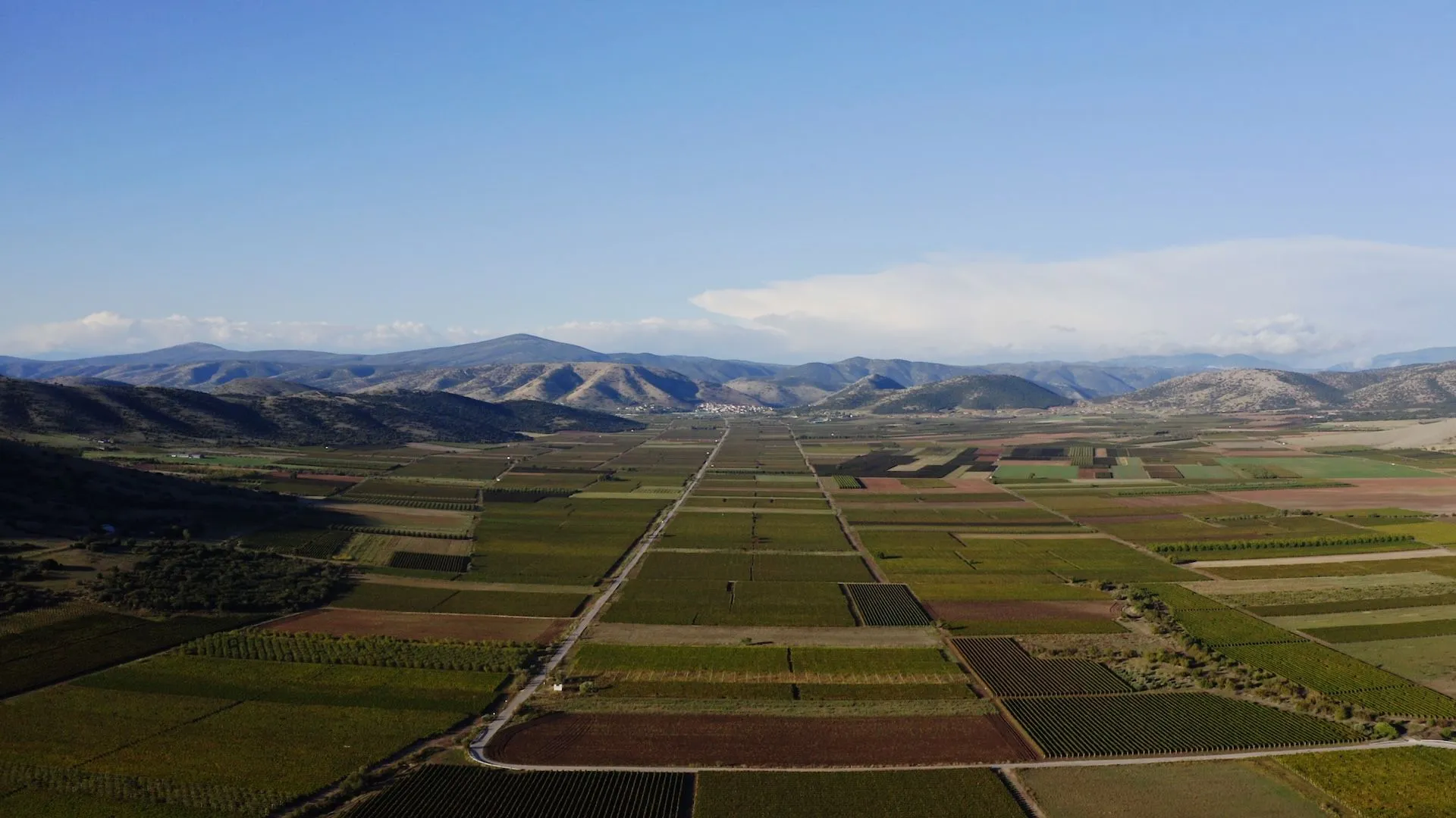 Αμπελώνες στον Τύρναβο