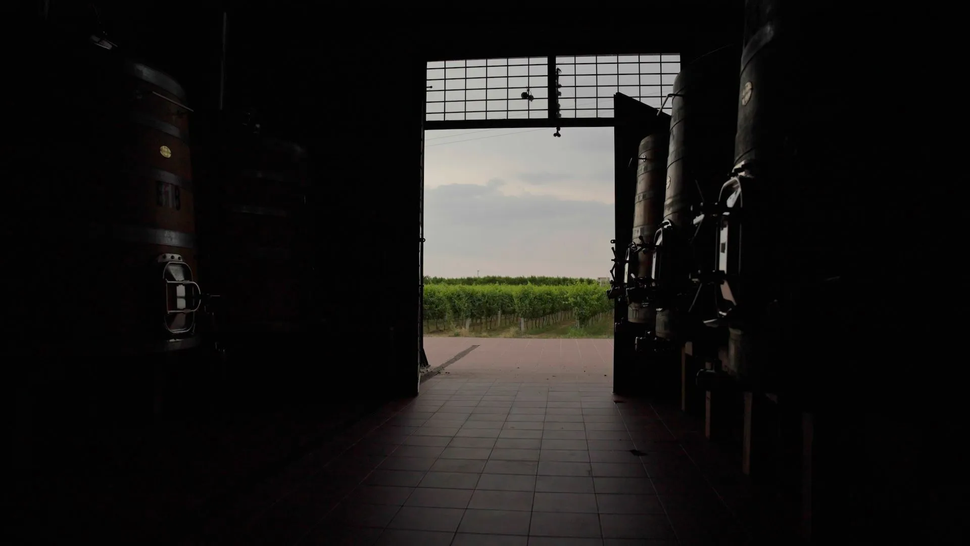 Αμπελώνες στον Τύρναβο