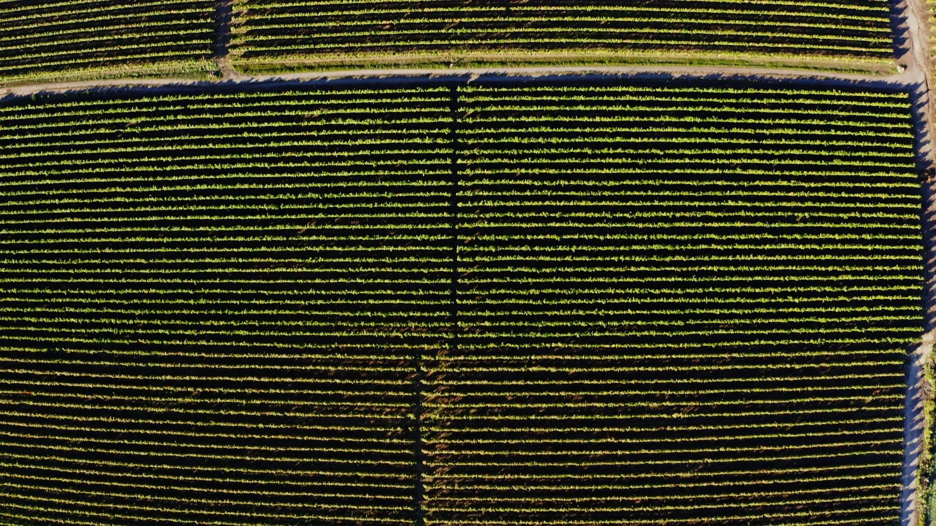 Αμπελώνες στον Τύρναβο