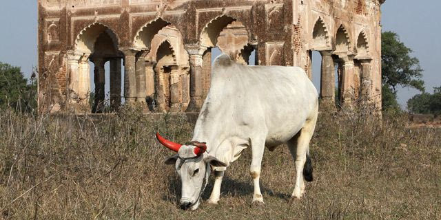 Ένα mail για αγελάδες απειλεί την ελευθερία ενός πανεπιστήμιου