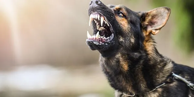 Oι σκύλοι δεν είναι άνθρωποι, δεν δαγκώνουν χωρίς λόγο