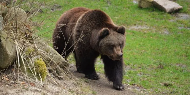 Drama: Bear killed and then beheaded