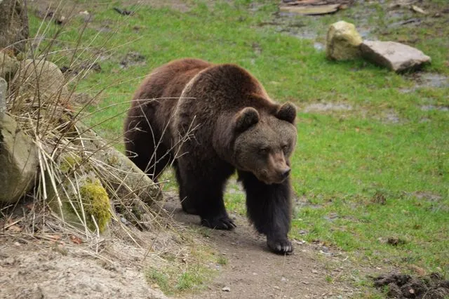 Κόσοβο: Χωριό κατακλύστηκε από αρκούδες – Ανησυχία για τους μαθητές