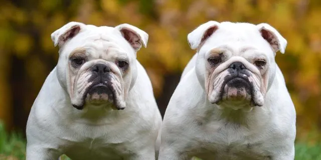 Θα κλωνοποιούσατε το κατοικίδιό σας; Η αμφιλεγόμενη τάση που κερδίζει έδαφος