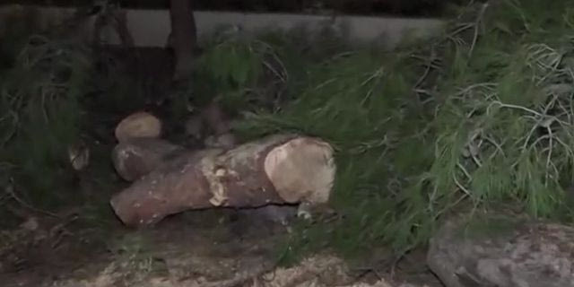 Παλαιό Φάληρο: Τέσσερα δέντρα έπεσαν σε σταθμευμένα οχήματα