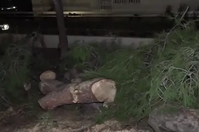 Παλαιό Φάληρο: Τέσσερα δέντρα έπεσαν σε σταθμευμένα οχήματα