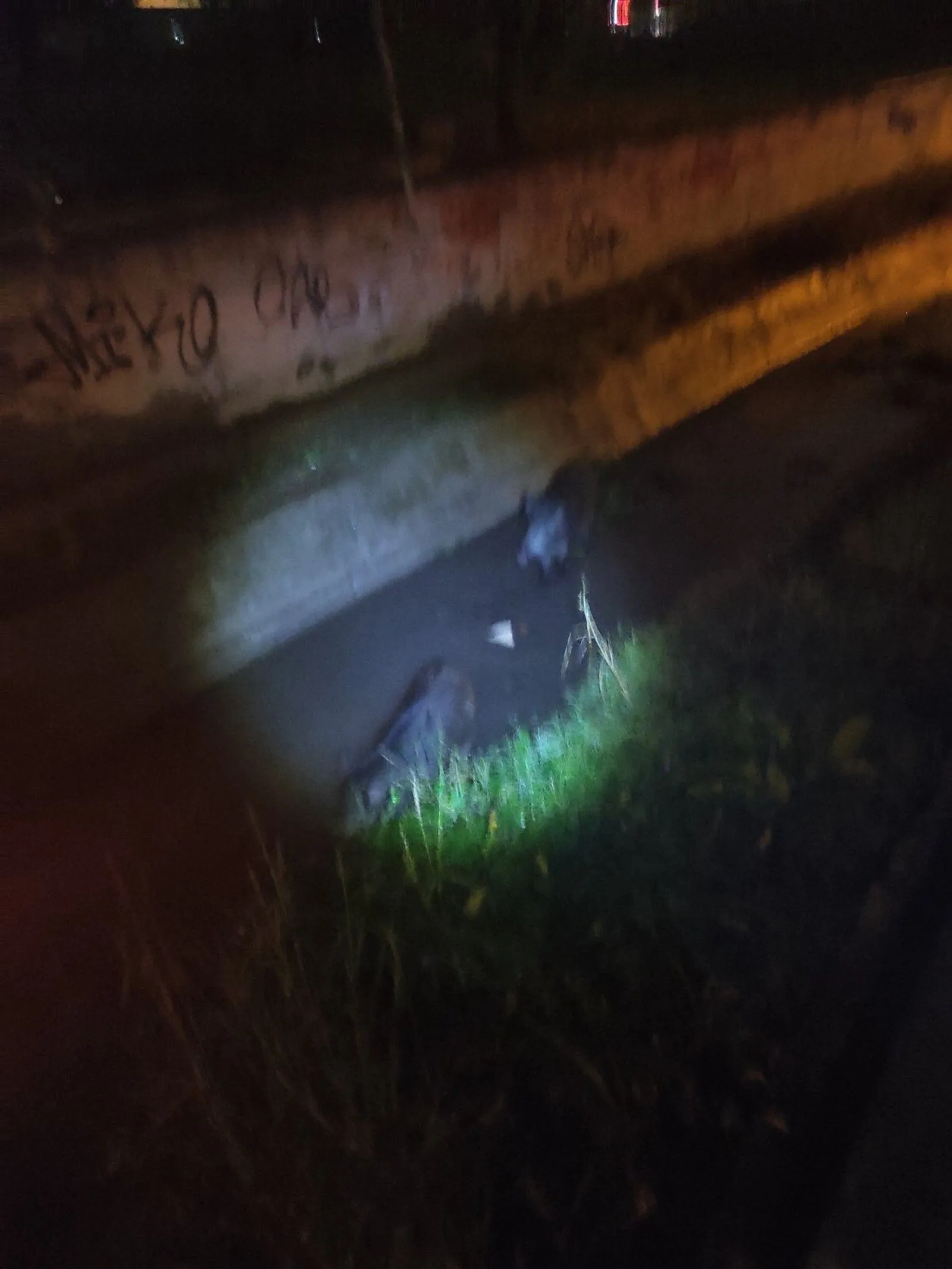 Αγριογούρουνα στα Διαβατά