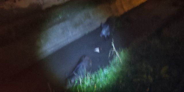 Αγριογούρουνα εθεάθησαν στην περιοχή των Διαβατών.