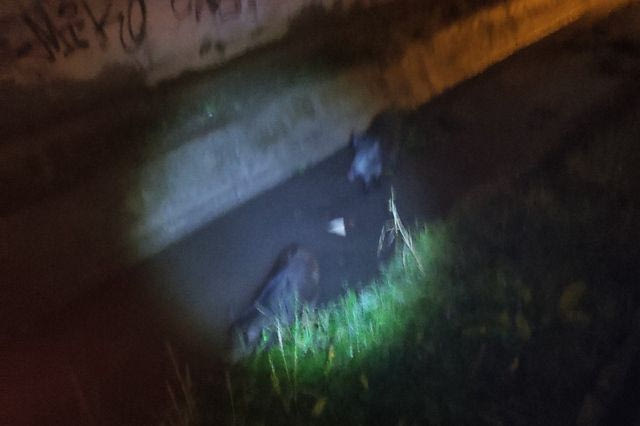 Αγριογούρουνα εθεάθησαν στην περιοχή των Διαβατών.