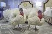 Τις γαλοπούλες Gobble και Waddle θα σώσει φέτος ο Τραμπ από το τραπέζι των Ευχαριστιών