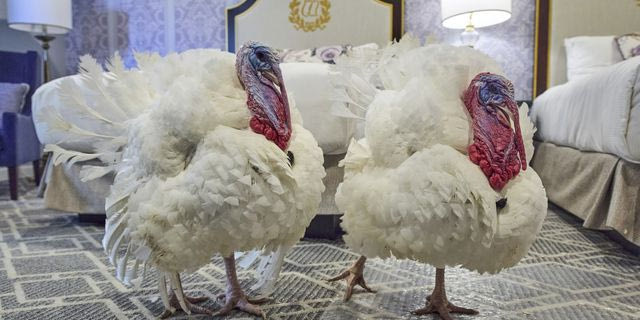 Τις γαλοπούλες Gobble και Waddle θα σώσει φέτος ο Τραμπ από το τραπέζι των Ευχαριστιών