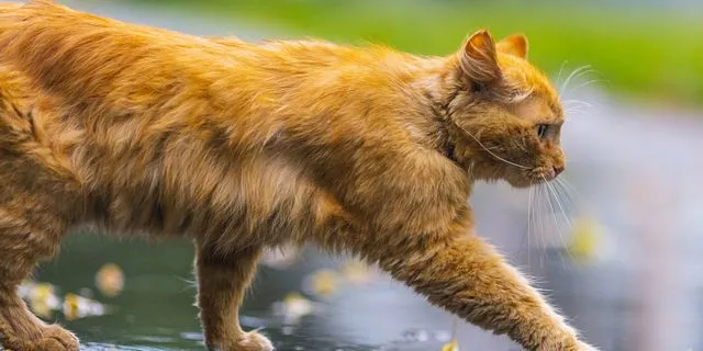 Γιατί όλο και περισσότεροι Βρετανοί εγκαταλείπουν τα κατοικίδιά τους