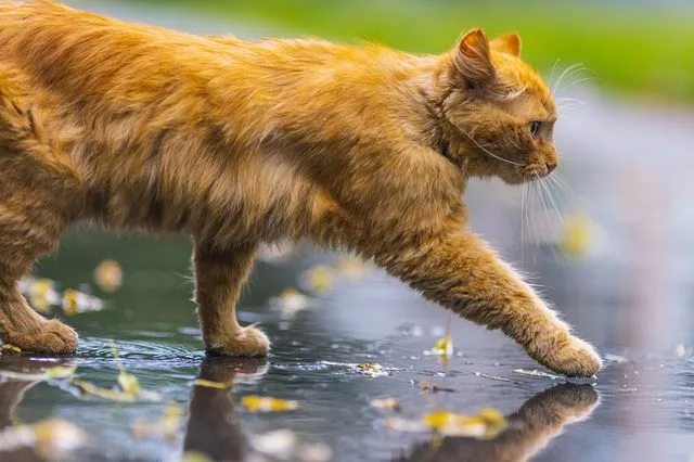 Γιατί όλο και περισσότεροι Βρετανοί εγκαταλείπουν τα κατοικίδιά τους
