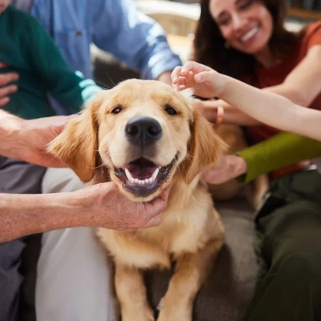 Παρέχουν οι σκύλοι πιο ασφαλή σχέση από τον άνθρωπο;
