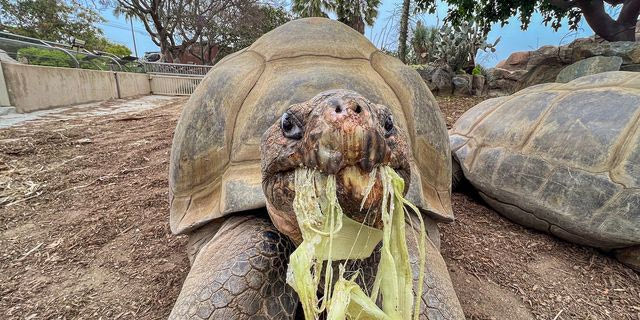 H χελώνα Γγράμμα που πέθανε σε ηλικία 141 ετών