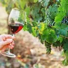 Ελληνικά Οινοποιεία: Ο Γρηγόρης Σκλήκας αναλαμβάνει Εκτελεστικός  Πρόεδρος